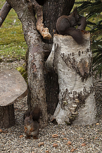 Eichhörnchen