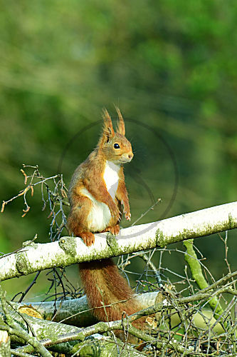 Eichhörnchen