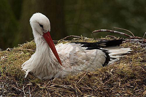 Weißstorch