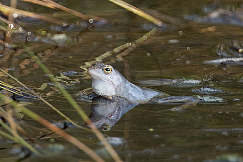 Moorfrosch