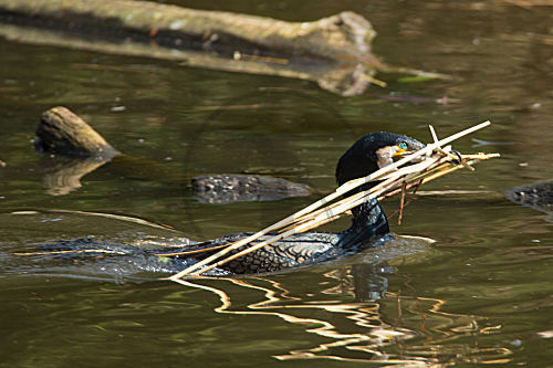 Kormoran