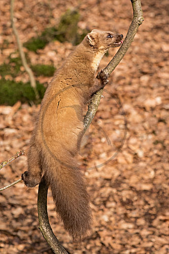 Baummarder