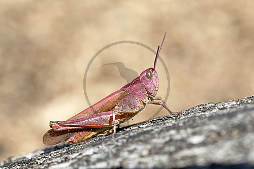 Brauner Grashüpfer
