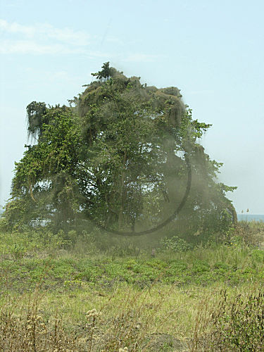 Seefliegenschwarm, Malawi-Büschelmücken