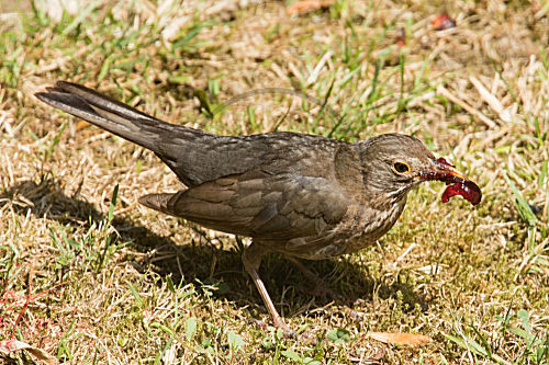 Amsel