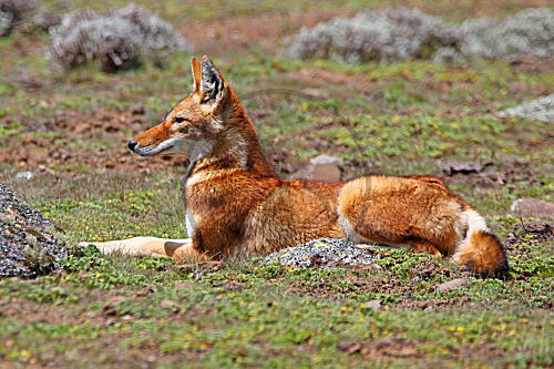 Äthiopischer Wolf