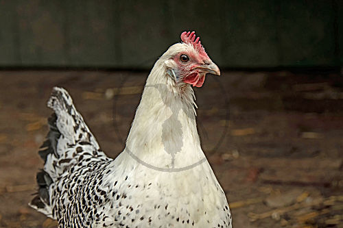 Ostfriesische Möwe