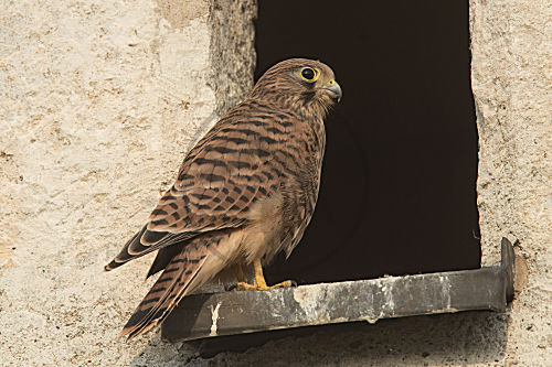 Turmfalke
