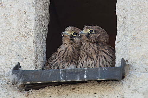Turmfalke