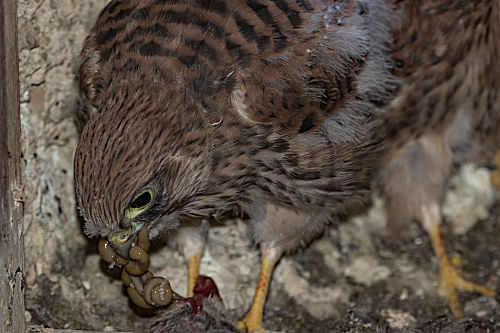 Turmfalke