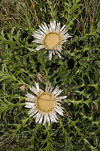 Silberdistel