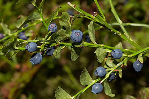 Heidelbeere