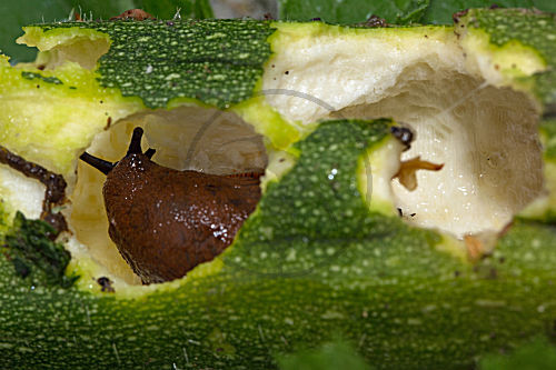 Rote Wegschnecke