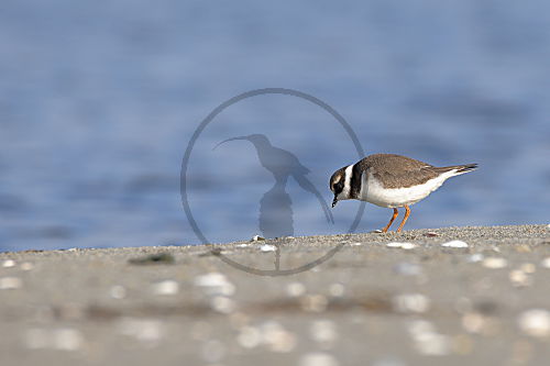 Sandregenpfeifer