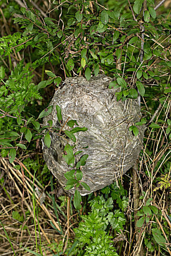 Mittlere Wespe