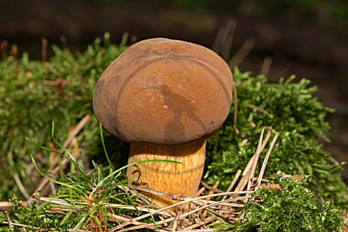 Maronenröhrling