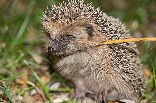 Igel