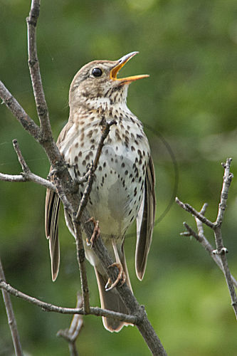 Singdrossel