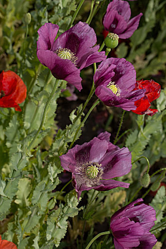 Schlafmohn