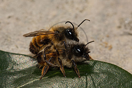 Gehörnte Mauerbiene