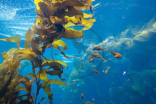 Monterey Aquarium