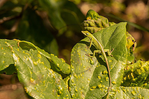 Grüner Anolis