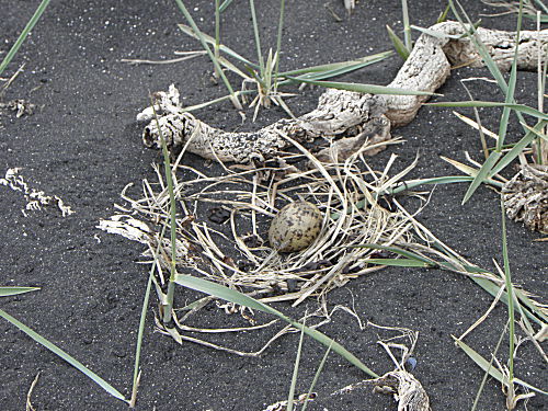 Küstenseeschwalbe