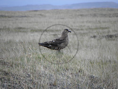 Skua