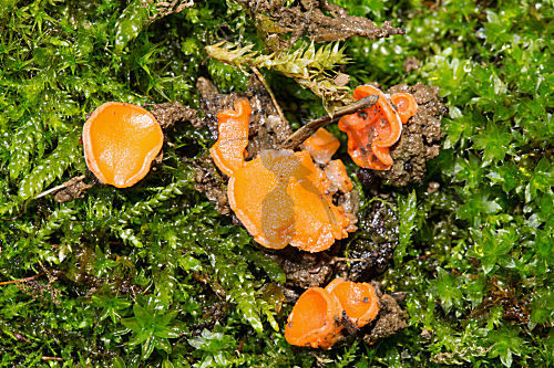 Rotleuchtender Kissenbecherling