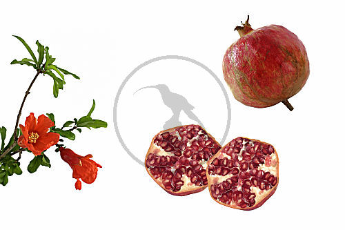 Granatapfel - Punica granatum -