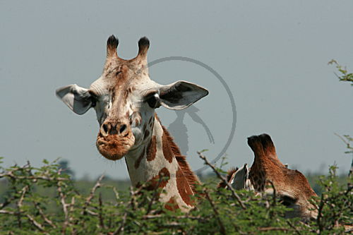 Giraffe