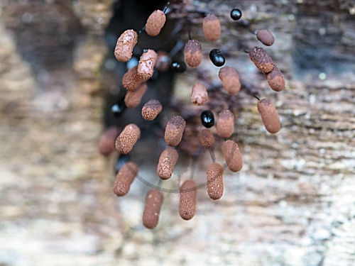 Schleimpilz, Stemonitis fructicosa an Totholz