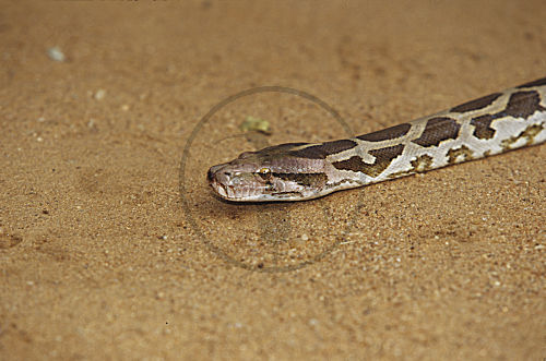 Tigerpython