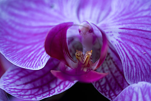 Orchidee