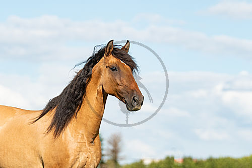 Pferd