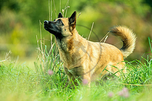 Haushund