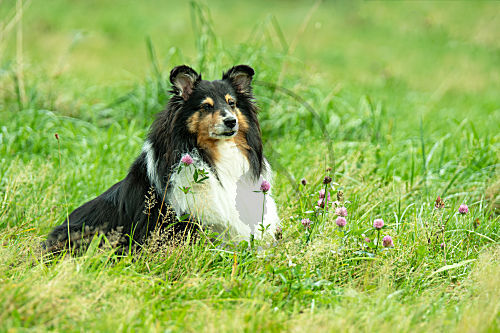 Haushund