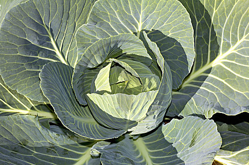 Weißkohl