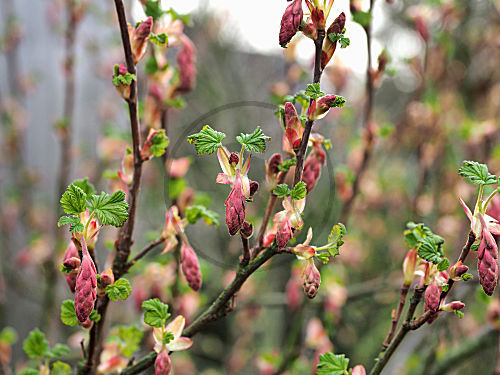 Knospen der Blutjohannisbeere