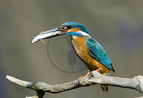 Eisvogel