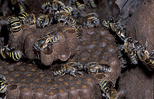 Bienen bei der Arbeit