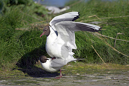 Lachmöwe