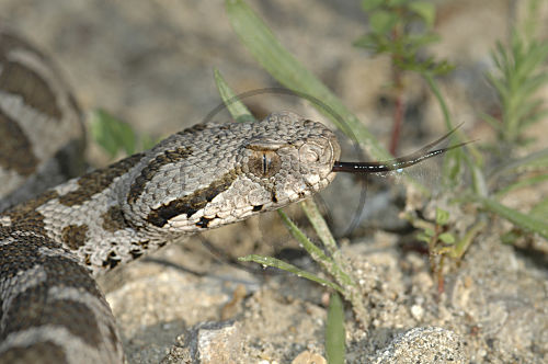 Bergotter