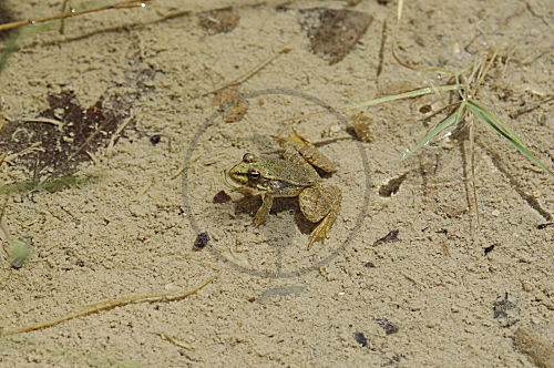 Levantinischer Wasserfrosch