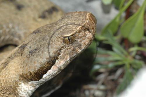 Aspisviper
