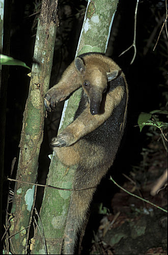 Ameisenbär