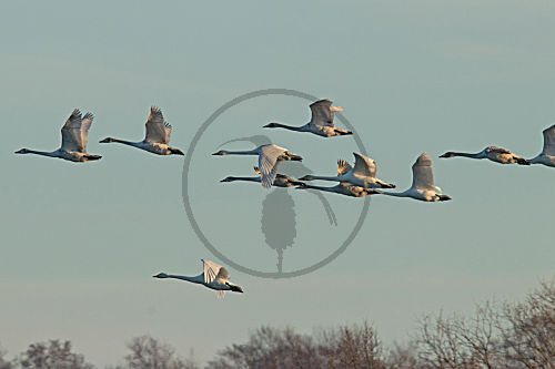 Singschwan