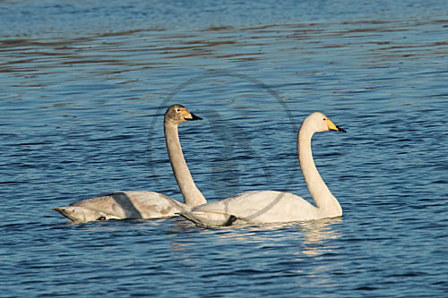 Singschwan