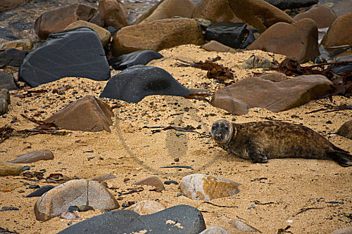 Kegelrobbe am Strand