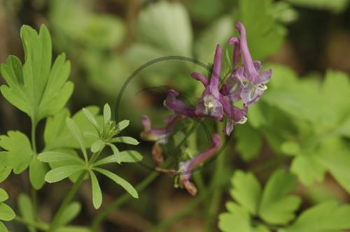 Hohler Lerchensporn